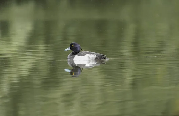 Anatra Tufted Che Nuota Lago — Foto Stock