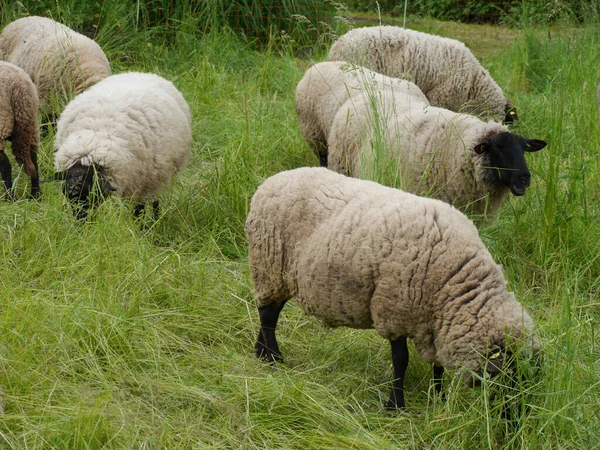 Closeup Sheep Grazing Meadow Stock Picture