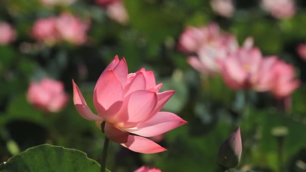 Красива Рожева Квітка Саду — стокове відео
