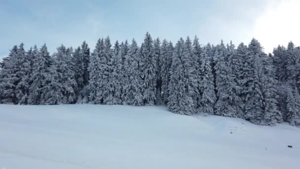 Gyönyörű Téli Táj Hóval Borított Fák — Stock videók