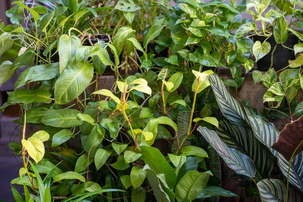 Bir Demet Yeşil Saksı Bitkisi — Stok fotoğraf