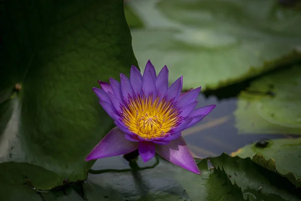背景がぼやけている紫色の熱帯のユリの花のクローズアップショット — ストック写真