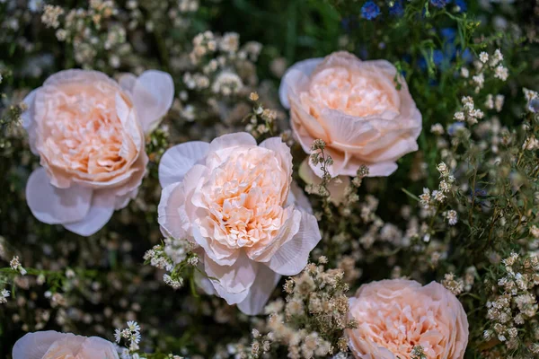 Primer Plano Flores Florecientes Peonía Rosa —  Fotos de Stock