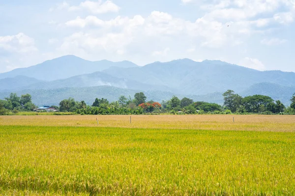 Belo Campo Verde Dourado Num Dia Ensolarado — Fotografia de Stock