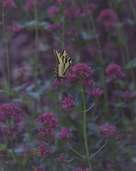 Doğu Kaplanının Yakından Çekilmiş Bir Fotoğrafı Kırlangıç Kelebeği Centranthus Kauçuk — Stok fotoğraf