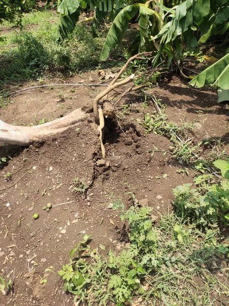 Chuva Forte Vento Destruiu Plantações Banana Muitas Árvores Culturas São — Fotografia de Stock