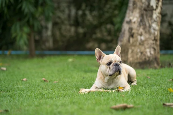 Söt Fransk Bulldog Äng — Stockfoto