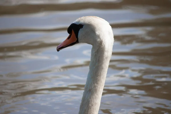 Closeup Beautiful White Swan Lake — Stock Photo, Image