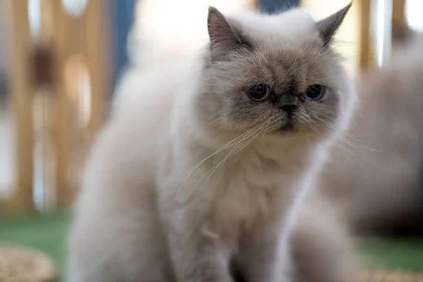 Eine Süße Flauschige Himalaya Katze — Stockfoto