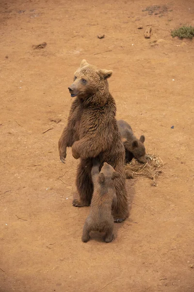 Brown Orso Piedi Guardando Con Suoi Due Cuccioli — Foto Stock