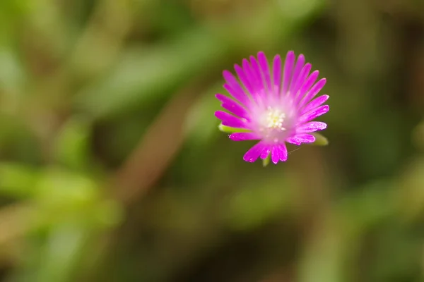 Κοντινό Πλάνο Ενός Delosperma Ελαφρώς Περικοπεί Από Θολή Σαρκώδη Φύλλα — Φωτογραφία Αρχείου