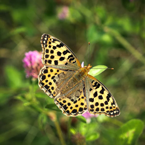 Yeşil Arka Planda Kelebek Lathonia — Stok fotoğraf