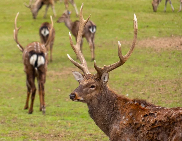 Herd Deers Feeding Together Muflon Meadow — Stock Photo, Image