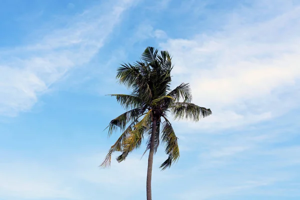 Palme Vor Blauem Himmel Und Weißen Wolken Tropisches Paradies Konzept — Stockfoto