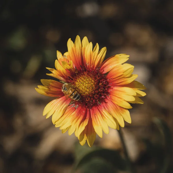 Bahçedeki Kırmızı Sarı Renkli Gailardia Çiçeğinin Üzerinde Bal Arısı Resmi — Stok fotoğraf