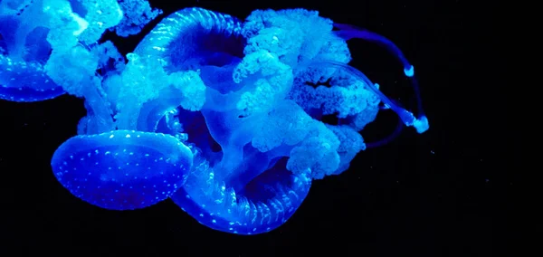 Beautiful Glowing Blue Jellyfish Underwater — Stock Photo, Image