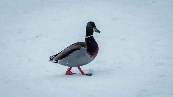 Mallard Duck Walking Snowy Meadow — 图库照片
