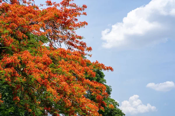 Egy Gyönyörű Kép Színes Virágzó Fákról Parkban — Stock Fotó