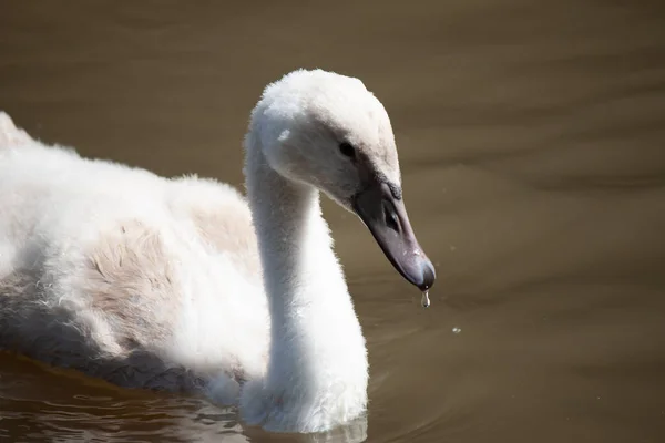 Närbild Cygnet Flyter Sjön — Stockfoto