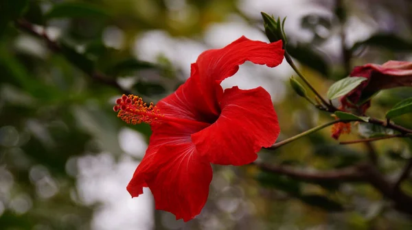 Zbliżenie Ujęcie Kwitnącego Hibiskusa Kwiat — Zdjęcie stockowe