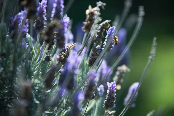 Bir Arı Ile Lavanta Çiçeklerinin Yakın Çekimi — Stok fotoğraf