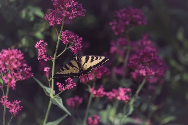 Doğu Kaplanının Yakından Çekilmiş Bir Fotoğrafı Kırlangıç Kelebeği Centranthus Kauçuk — Stok fotoğraf