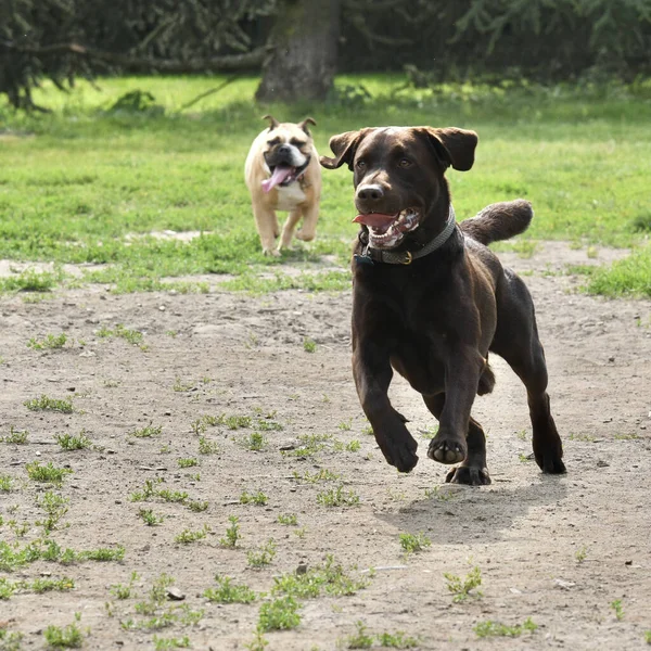 漂亮可爱的巧克力拉布拉多犬在公园里奔跑 — 图库照片