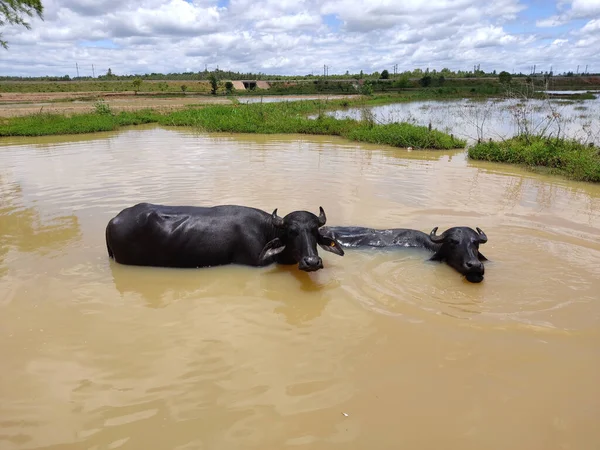 Мальовничий Вид Буйволи Які Плавають Водному Ставку — стокове фото