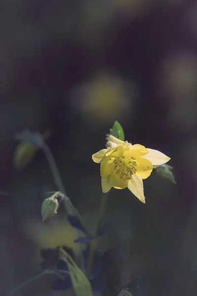 Primer Plano Una Flor Aquilegia Amarilla Jardín — Foto de Stock