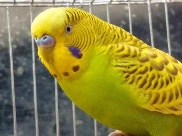 Primo Piano Budgie Giallo Dentro Una Gabbia Acciaio Uno Sfondo — Foto Stock