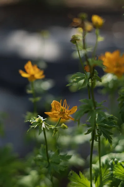 Belo Trollius Chinensis Amarelo Alaranjado Flores Douradas Rainha — Fotografia de Stock