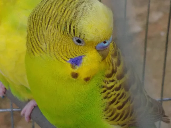 Primo Piano Budgies Gialli All Interno Una Gabbia Acciaio Uno — Foto Stock