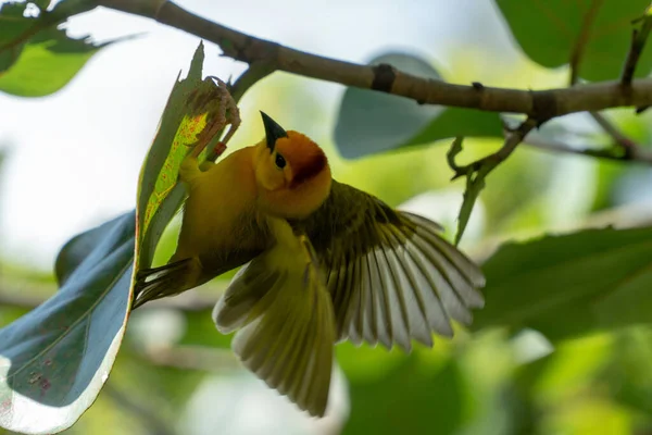 Närbild Vacker Västerländsk Tanager Fågel Trädgren — Stockfoto