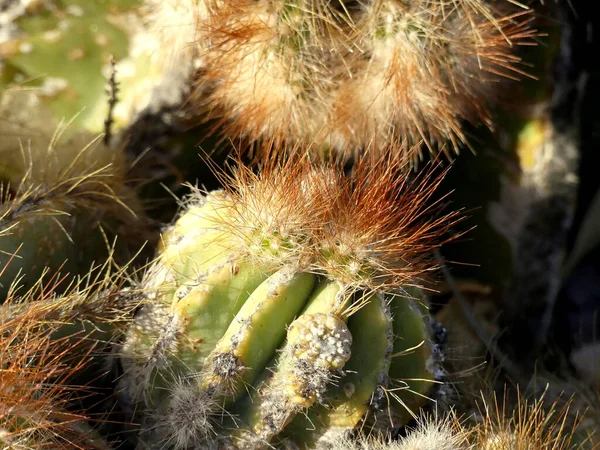 Zielony Kaktus Ogrodzie Czarną Lawą — Zdjęcie stockowe
