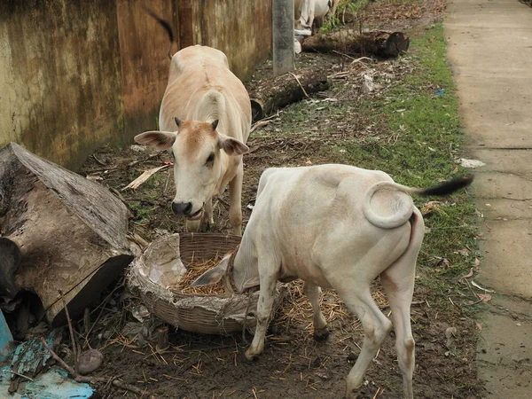 牛拴在印度农村的牛棚里 奶牛在奶牛饲养场吃干草 海可以在后面看到 农业背景 — 图库照片