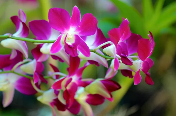 Eine Nahaufnahme Der Schönen Rosa Dendrobium Sonia Blumen — Stockfoto