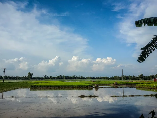 Natural View Rice Paddy Reflection Sky Surface — 스톡 사진