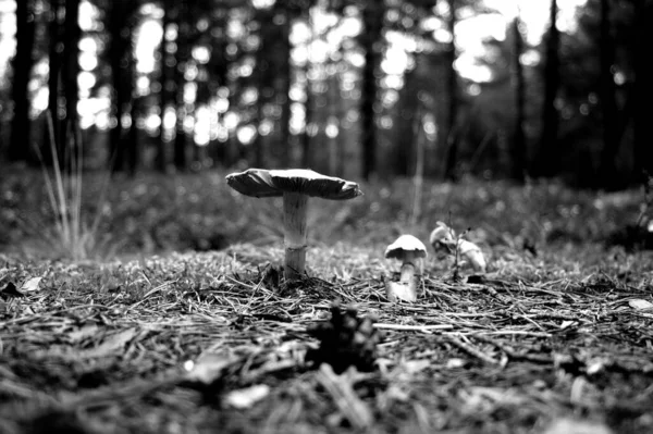 Сірий Знімок Грибів Ростуть Лісі — стокове фото