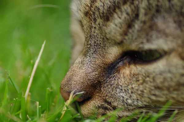 少し開いた目で牧草地に横たわっている猫の頭を閉じます — ストック写真