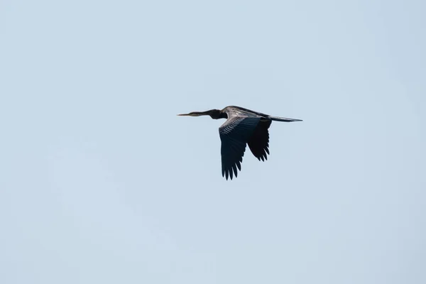 Fångad Medan Flyger Ensam Ljus Och Solig Dag Thailand Darter — Stockfoto