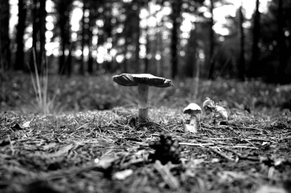 Grayscale Selective Focus Mushrooms Growing Forest — 图库照片