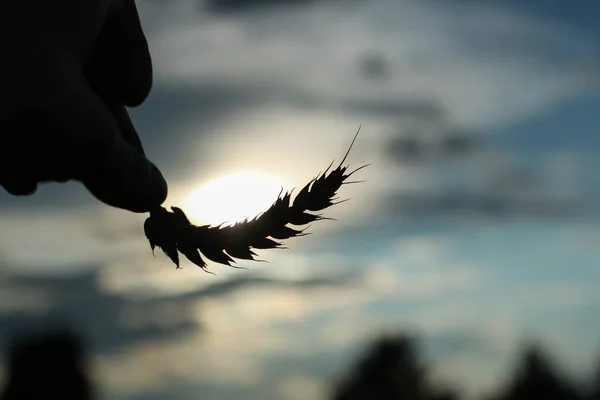 Een Granen Staafje Welk Accuraat Achtergrond Lucht Met Zon — Stockfoto