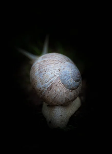 달팽이의 — 스톡 사진