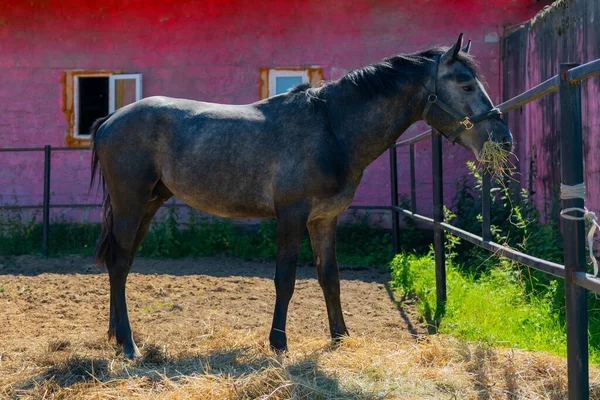 Primer Plano Hermoso Caballo Negro Comiendo Gras Seco Paddock Una —  Fotos de Stock