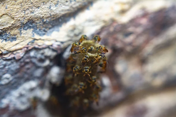 Yatei Bijen Insect Netelroos Honingraten Netelroos — Stockfoto