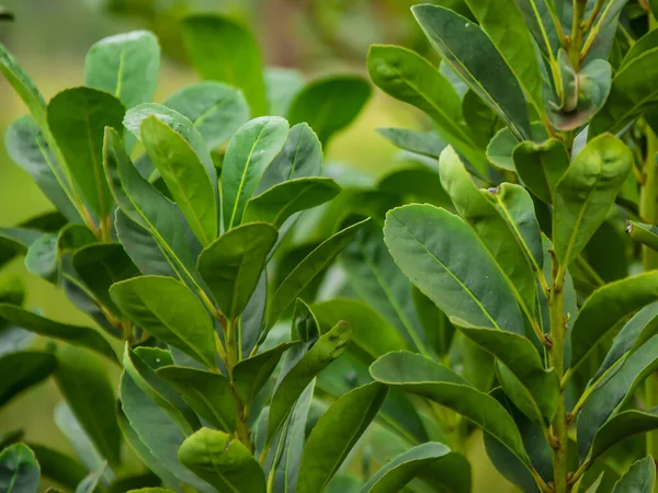 Φυσικό Κοντινό Πλάνο Του Yerba Mate Φυτεία — Φωτογραφία Αρχείου