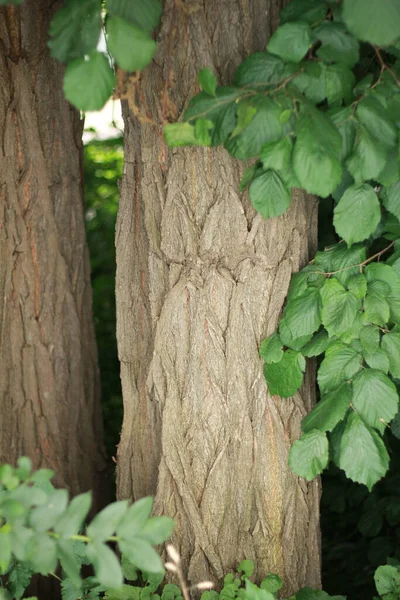 Dit Een Willekeurige Boom Met Een Koele Schors — Stockfoto