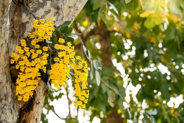 Tiro Seletivo Foco Flores Amarelas Dendrobium Lindleyi Uma Árvore Durante — Fotografia de Stock