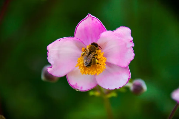 Eine Nahaufnahme Einer Biene Die Eine Rosa Blume Bestäubt — Stockfoto