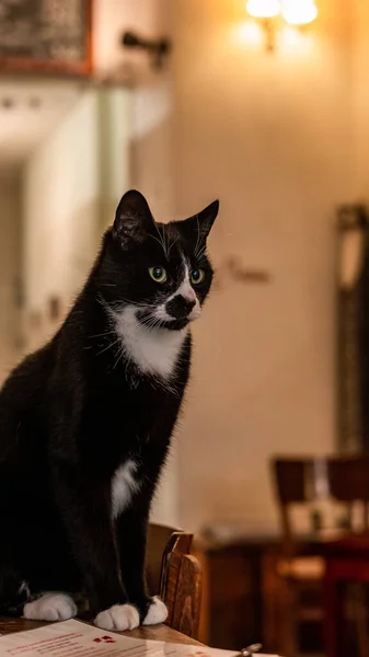 Eine Vertikale Aufnahme Einer Schwarz Weißen Niedlichen Katze — Stockfoto